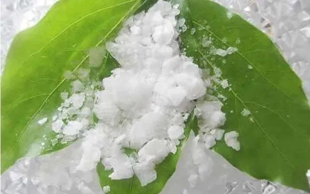 香精与香料(31)—龙脑