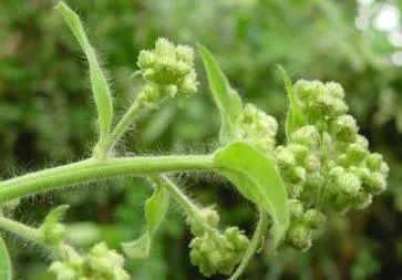 香精与香料(31)—龙脑