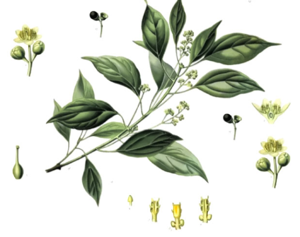 香精与香料(31)—龙脑