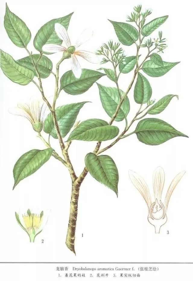 香精与香料(31)—龙脑