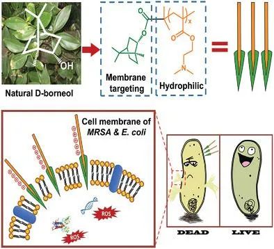 香精与香料(31)—龙脑