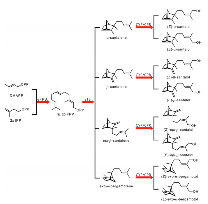 香精与香料(32)—檀香醇
