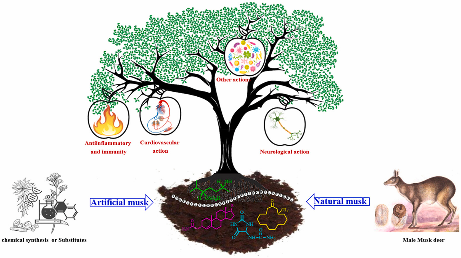 香精与香料(34)—麝香酮与麝香