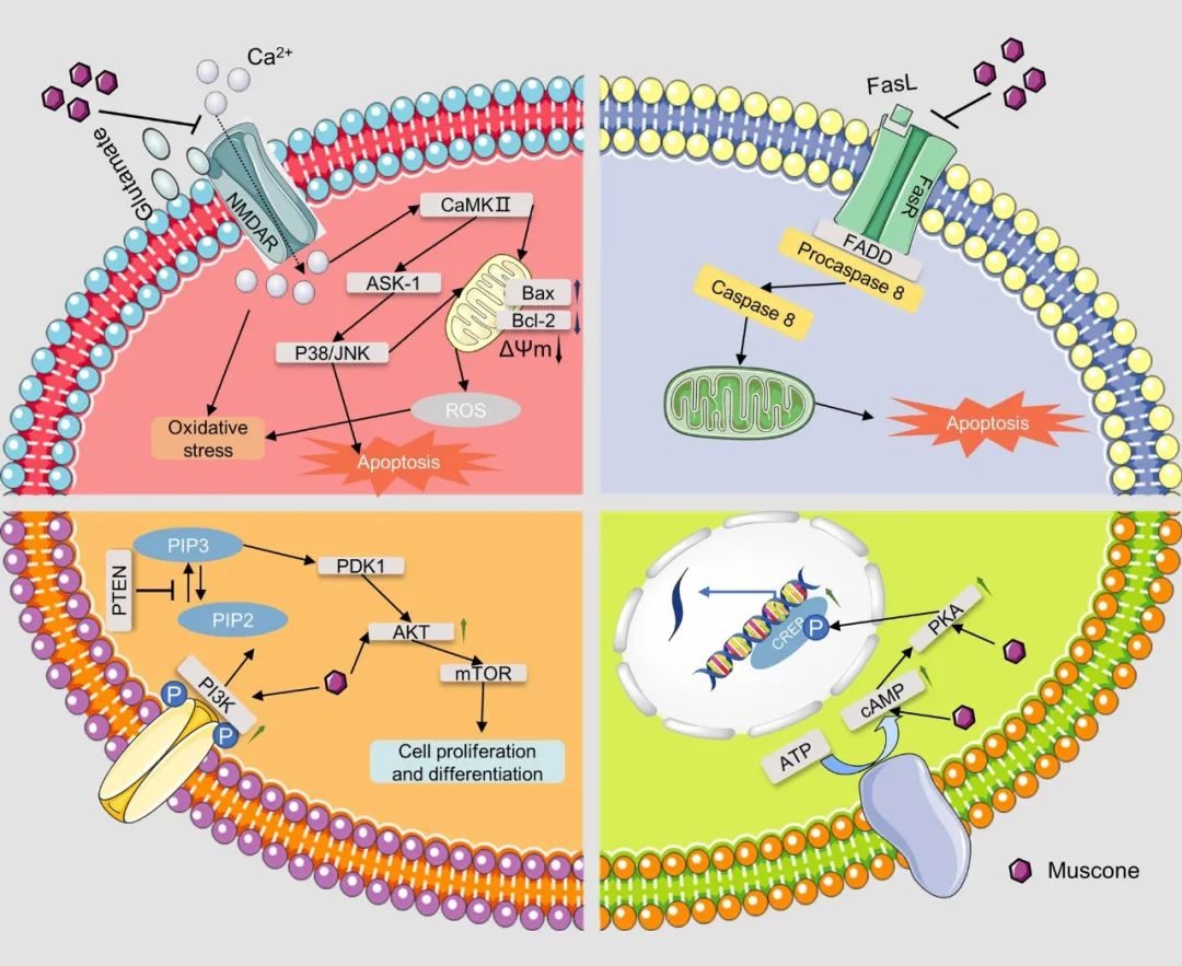 香精与香料(34)—麝香酮与麝香