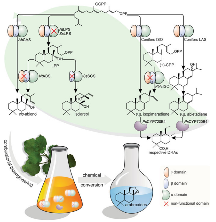 香精与香料(35)—降龙涎醚与龙涎香