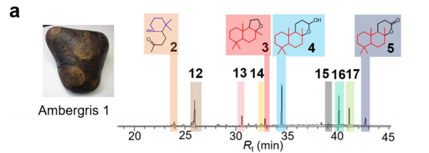 香精与香料(35)—降龙涎醚与龙涎香