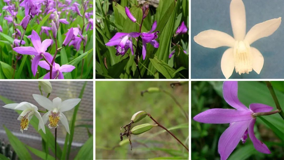 香精与香料(105)—白芨