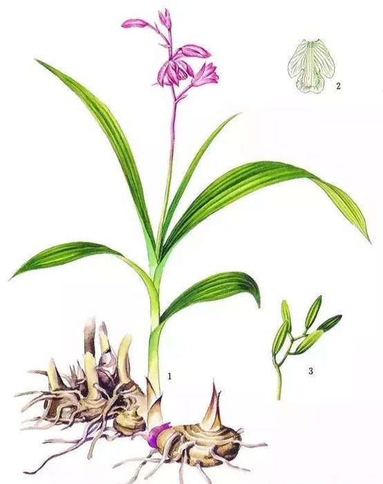 香精与香料(105)—白芨