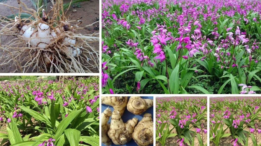 香精与香料(105)—白芨