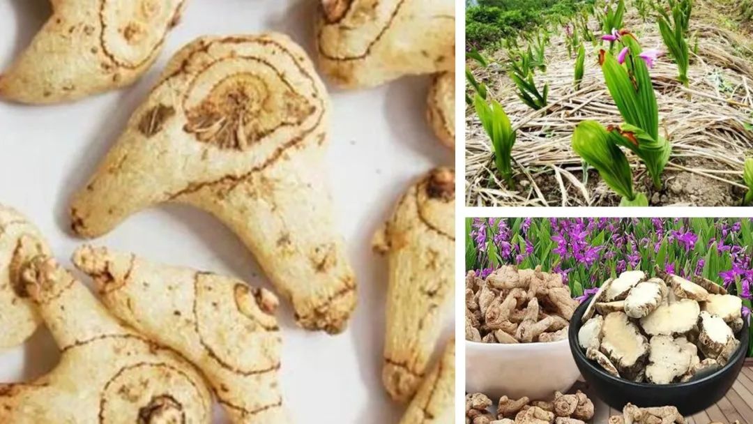 香精与香料(105)—白芨