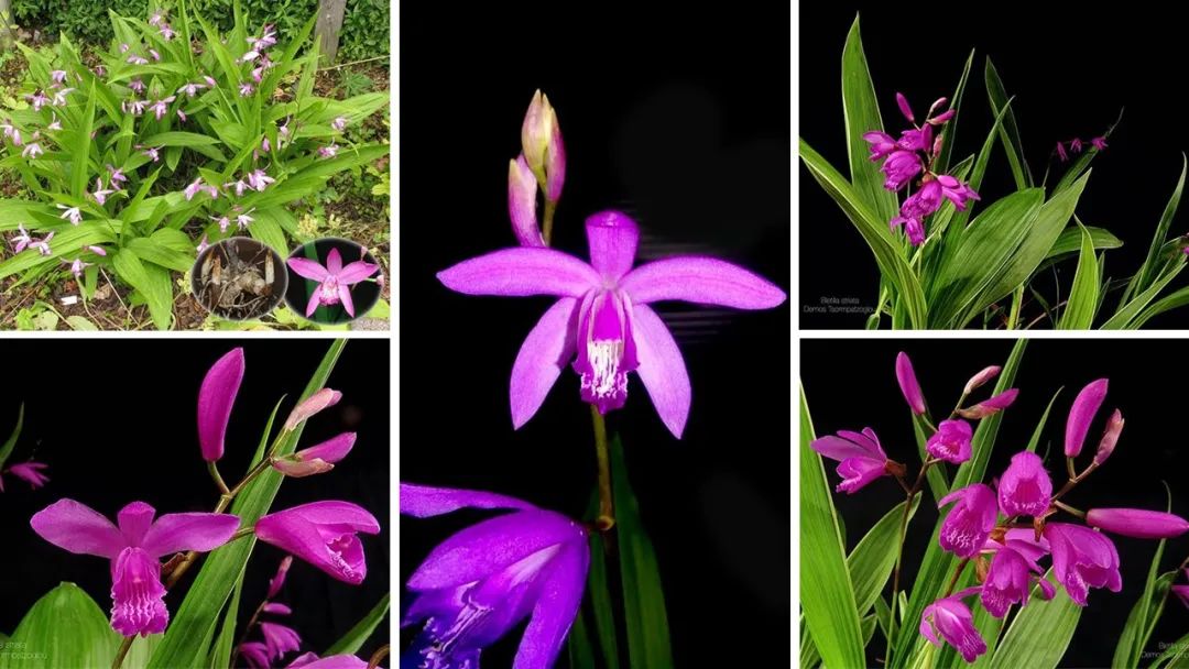 香精与香料(105)—白芨