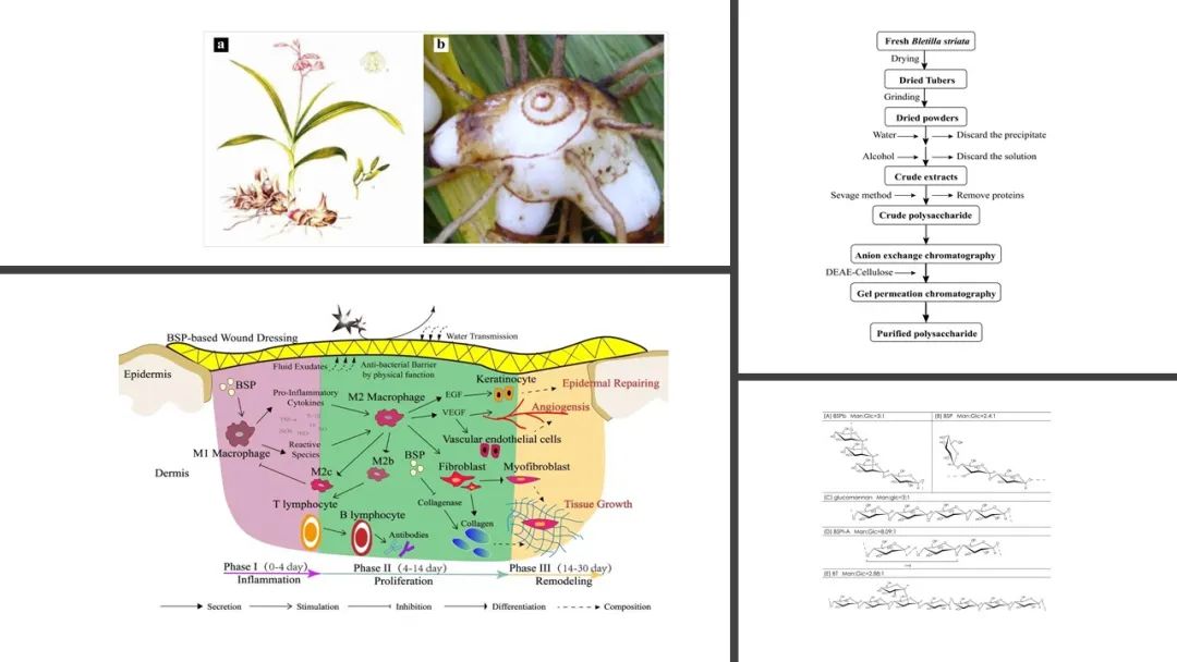 香精与香料(105)—白芨