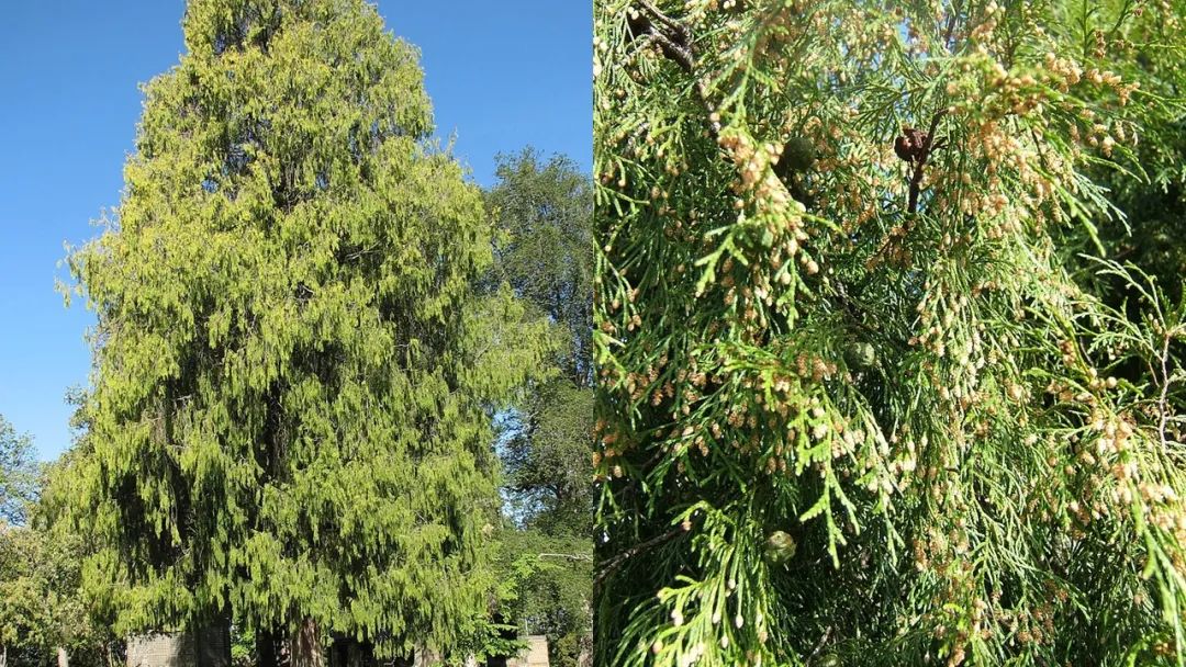 香精与香料(106)—柏木