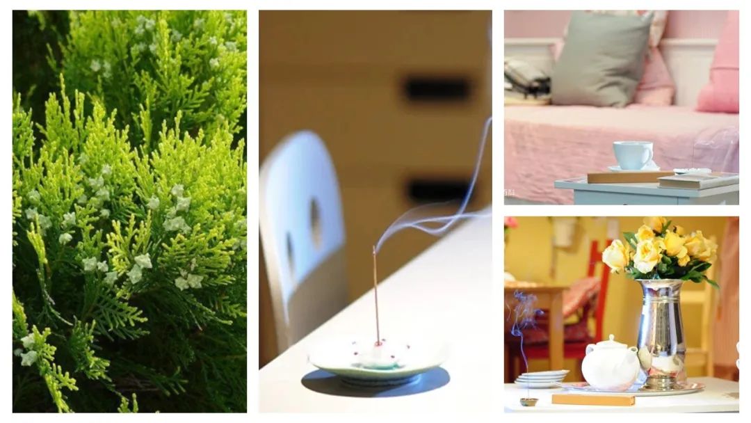 香精与香料(106)—柏木