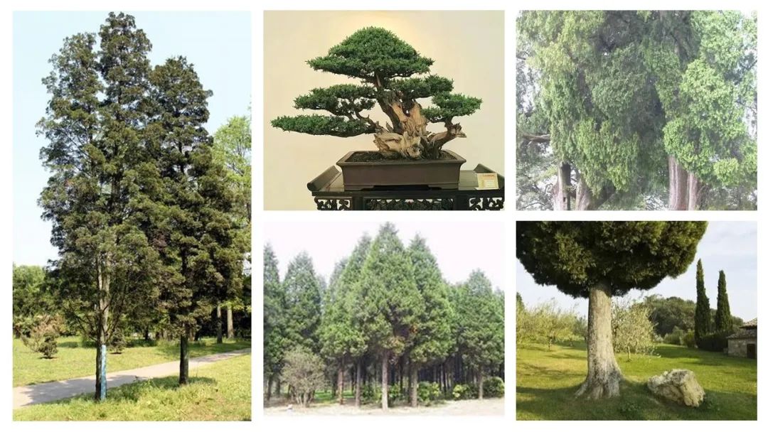 香精与香料(106)—柏木