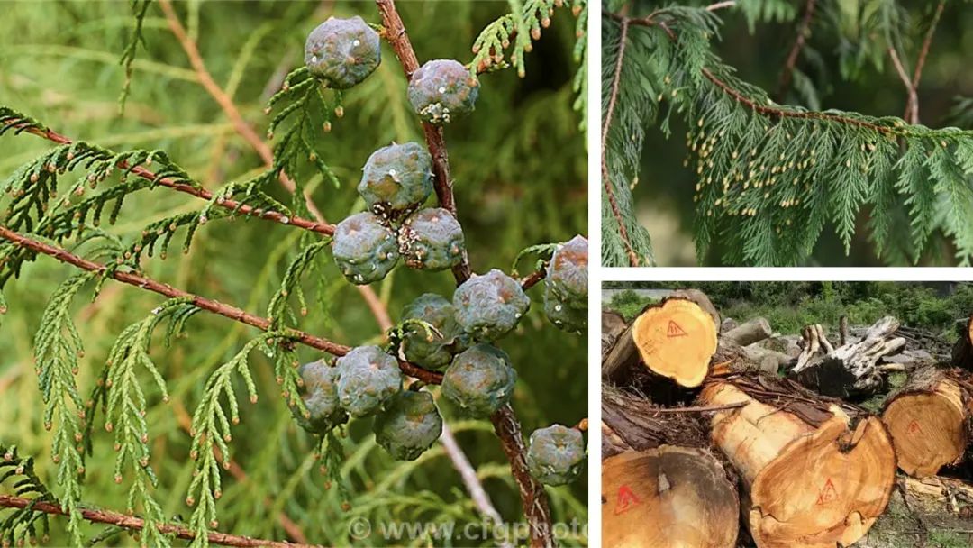 香精与香料(106)—柏木