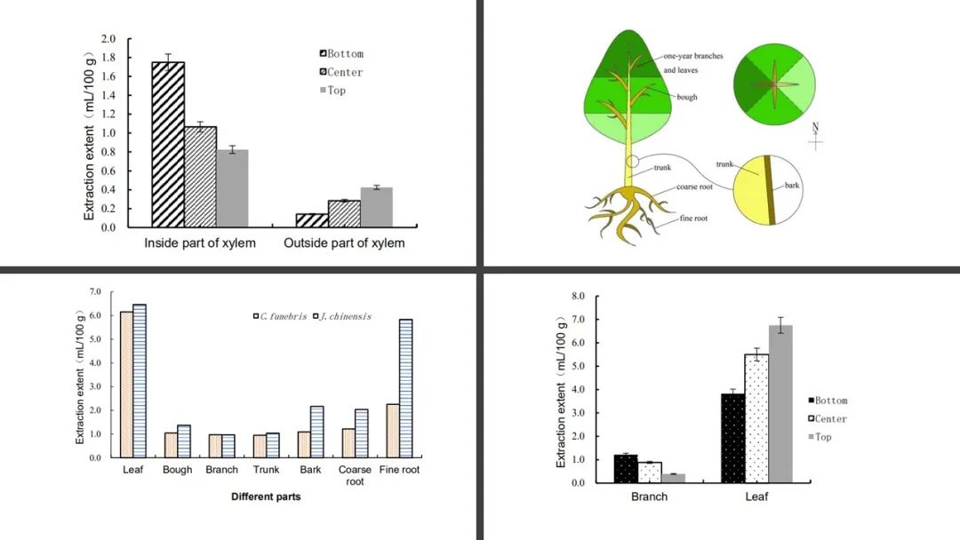香精与香料(106)—柏木