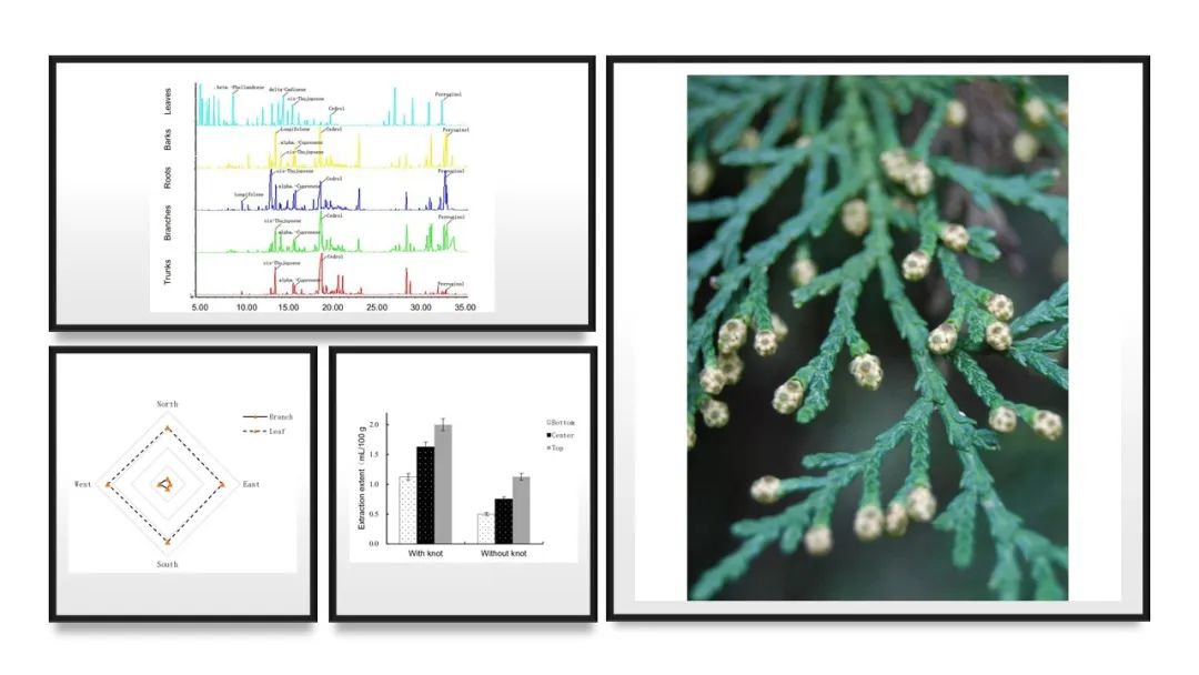 香精与香料(106)—柏木