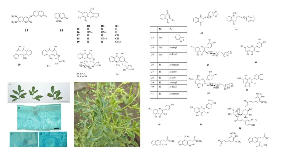 香精与香料(111)—芸香