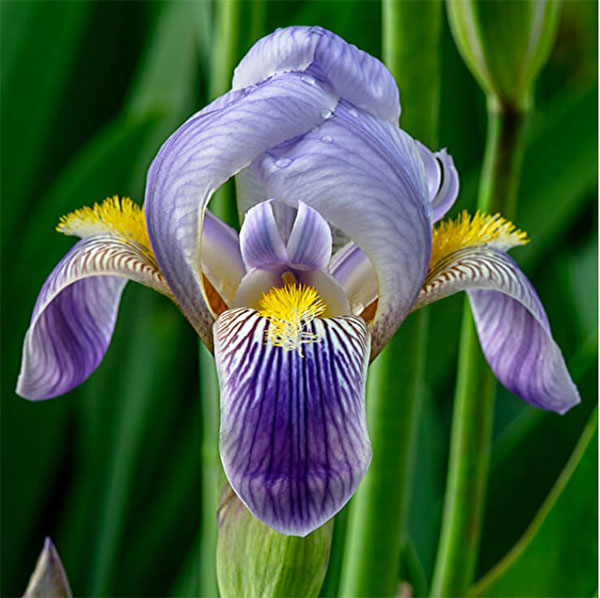 香精与香料(10)-蜜甜香