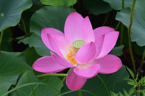中国9种香的花：一种会为你引路，一种提炼的香精比黄金还贵！
