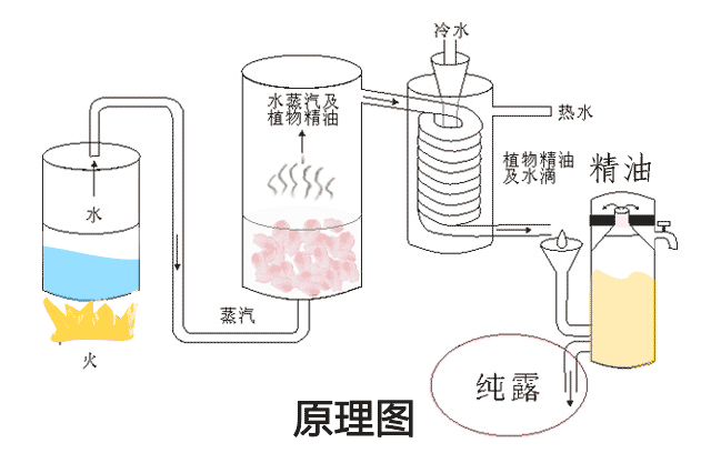香精与香料(51)—马鞭草酮与马鞭草酮迷迭香