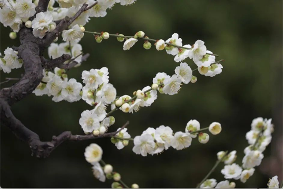 香精与香料(74)—梅花香