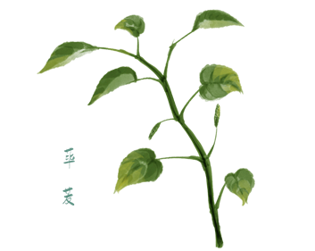香精与香料(102)-荜茇