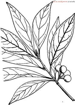 香精与香料(107)—詹糖香