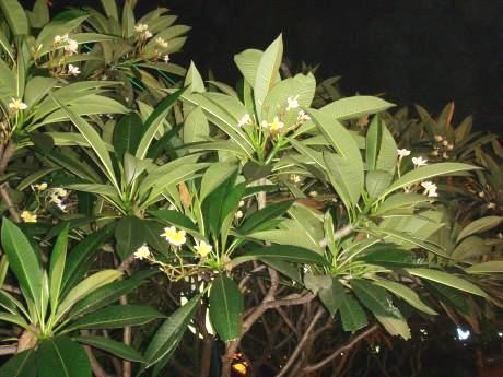 香精与香料(107)—詹糖香