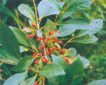 香精与香料(107)—詹糖香