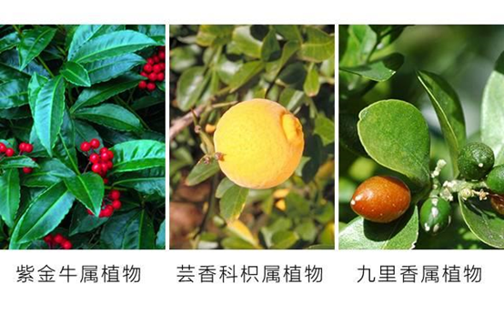 香精与香料(107)—詹糖香