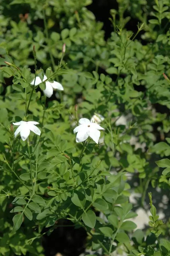 香精与香料(107)—詹糖香