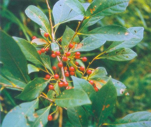 香精与香料(107)—詹糖香