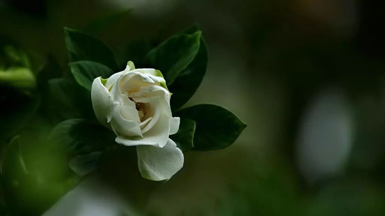 香精与香料—栀子花