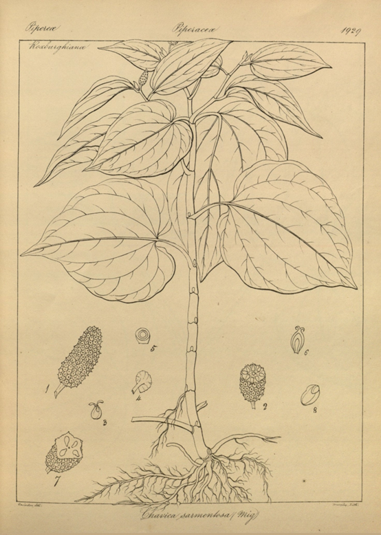 香精与香料(121)—山蒌