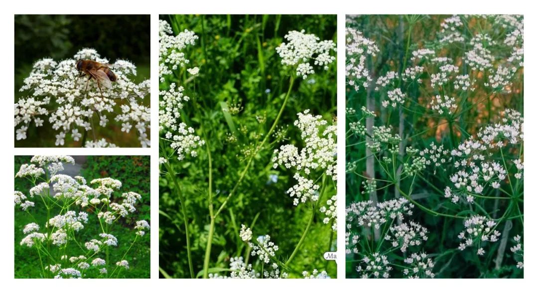 香精与香料(139)—茴芹Pimpinella anisum