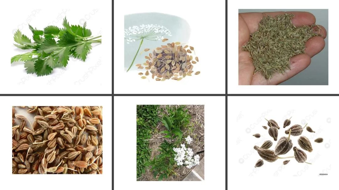 香精与香料(139)—茴芹Pimpinella anisum