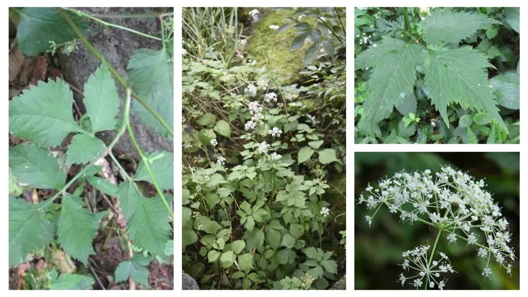 香精与香料(139)—茴芹Pimpinella anisum
