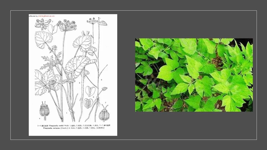 香精与香料(139)—茴芹Pimpinella anisum