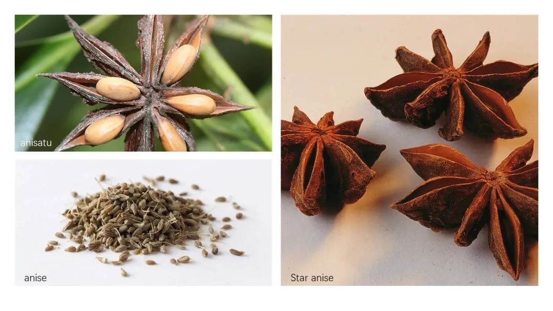 香精与香料(139)—茴芹Pimpinella anisum