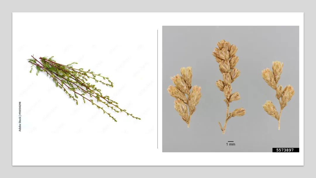 香精与香料(141)—蛔蒿