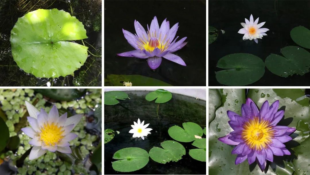 香精与香料(144)—睡莲