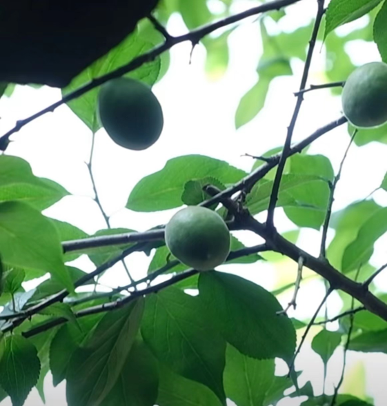 香精与香料(161)——乌梅
