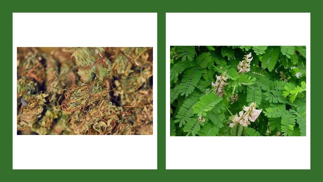 香精与香料(178)—鸡骨草