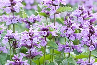 香料香精高新企业简介(6)——OnScent